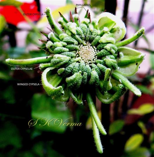  Infructescence
